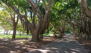 Nielsen Park bush regeneration group